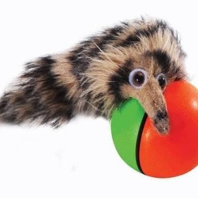 Παιχνιδιάρικο σκιουράκι που ξέρει και κολύμπι διασκεδαστικό παιχνίδι για μικρούς - μεγάλους και κατοικίδια (Δείτε βίντεο)